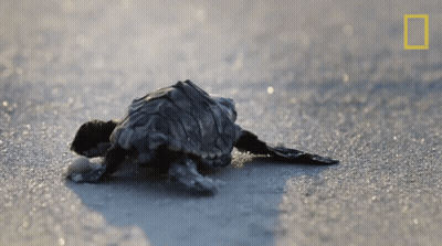 Baby Sea Turtle Crawling National Geographic Beach GIF