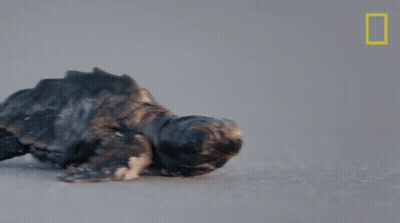 Baby Sea Turtle On Beach With National Geographic Logo GIF