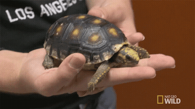 Baby Sea Turtle On Beach With National Geographic Logo GIF