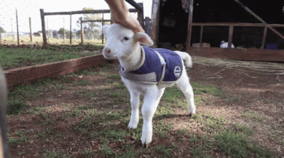Baby Sheep In Blue Jacket With Letter E GIF
