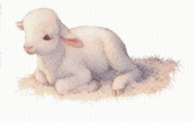 Baby Sheep Laying On Pile Of Grass GIF