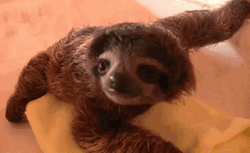 Baby Sloth Crouching