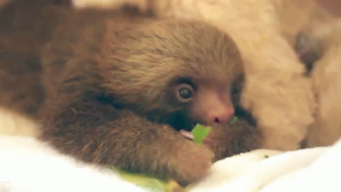 Baby Sloth Eating Green Leaf On Bed GIF