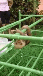 Baby Sloth Hanging