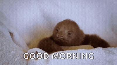 Baby Sloth Laying On Towel Saying Good Morning GIF