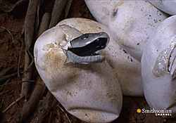 Baby Snake Out Of The Egg GIF