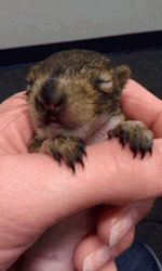 Baby Squirrel Yawning