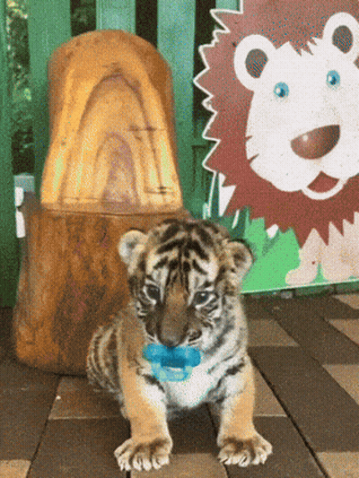 Baby Tiger Cub With Pacifier GIF