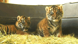Baby Tiger Licking GIF