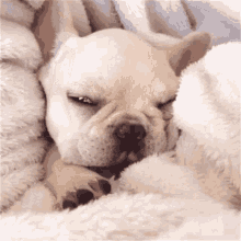Baby White Bulldog In Bed GIF