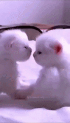 Baby White Cat Kiss  GIF