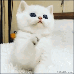 Baby White Cat Licking It's Paws GIF