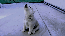 Baby White Wolf Howl GIF