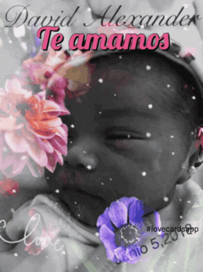 Baby With Flowers David Alexander GIF