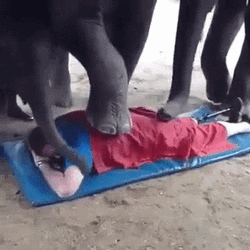 Back Massage Funny Elephants Stepping Nose Hit