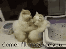 Back Massage Kneading Cats Sweet Couple Meme