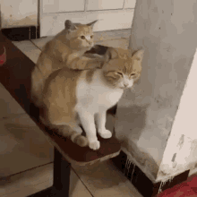 Back Massage Neck Bench Cute Romantic Couple Cats GIF