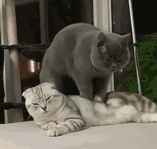 Back Massage Relax Kneading Cat Couple GIF
