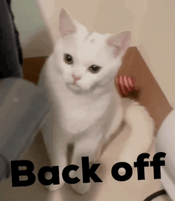 Back Off Angry White Cat GIF