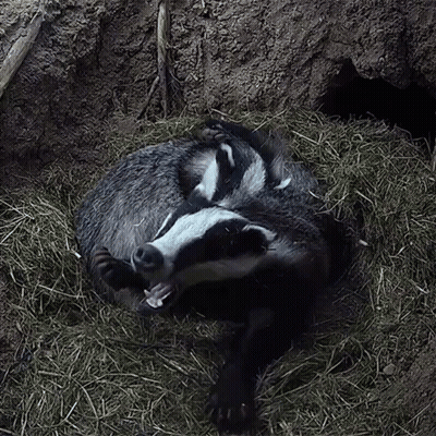 Badger Laying Down In Hay GIF