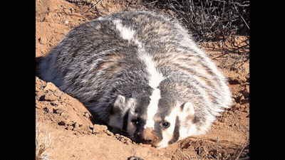 Badger Laying In Dirt Looking At Camera GIF