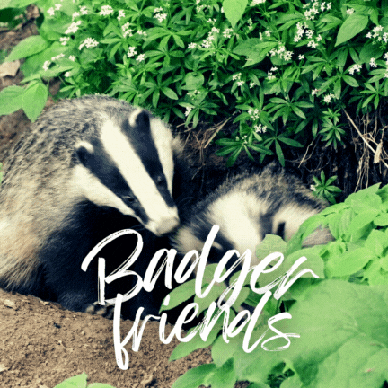 Badger Laying In Dirt With Badger Friends GIF