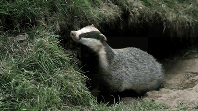 Badger Looking Out Of Hole In Ground GIF