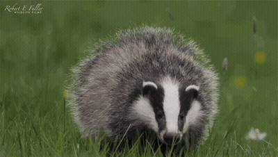 Badger Standing In Grass Robert E Fuller Wildlife Films GIF