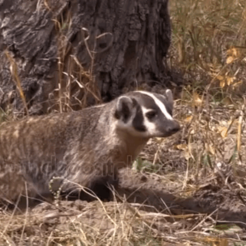 Badger Standing Next To Tree In Field GIF