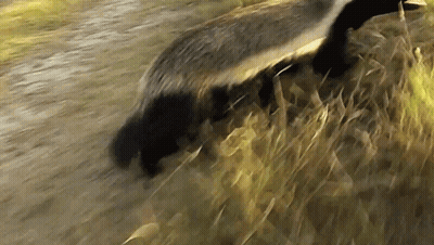 Badger Walking Through Grassy Field GIF