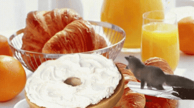 Bagel With Cream Cheese And Squirrel On Knife GIF