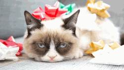 Bah Humbug Grumpy Kitty GIF