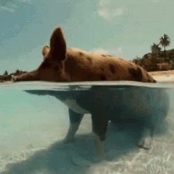 Bahamas Beach Pig GIF