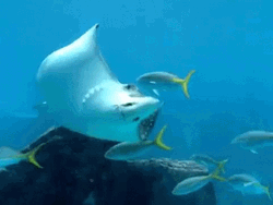 Bahamas Marine Life GIF
