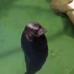 Baikal Seal Head Spinning GIF