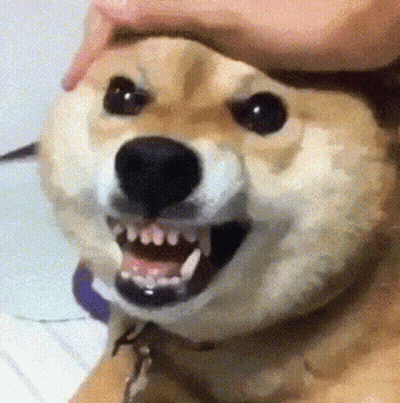 Bald Beard Man Smiling I'm An Idiot GIF