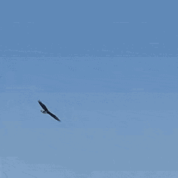 Bald Eagle Almost Fell GIF