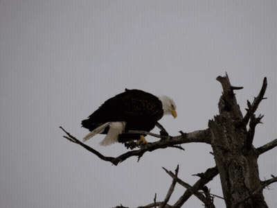 Bald Eagle American Flag Happy Fourth Of July GIF