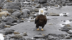 Bald Eagle Approaches Other Birds GIF