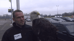 Bald Eagle Attentive GIF
