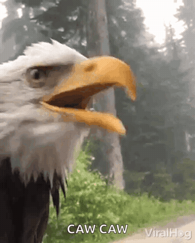 Bald Eagle Caw Caw GIF