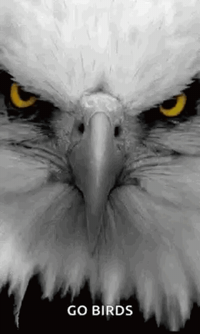 Bald Eagle Face With Go Birds GIF