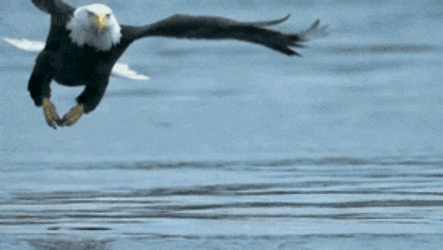 Bald Eagle Fish Grabbing GIF