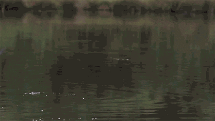 Bald Eagle Fish Hunting GIF