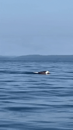 Bald Eagle Floating On Sea GIF