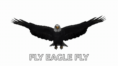 Bald Eagle Flying Fly Eagle Fly GIF