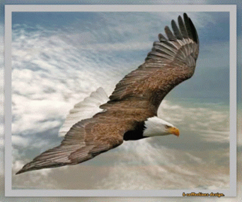 Bald Eagle Flying In Cloudy Sky I-Reflections Design GIF