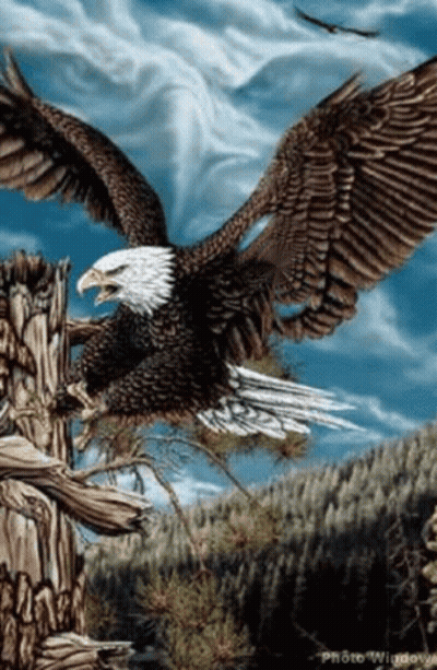 Bald Eagle Flying Over Tree Stump GIF