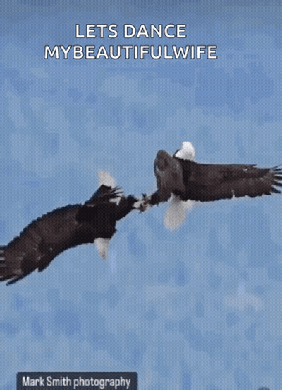 Bald Eagle Flying Over Water Lets Dance My Wife GIF