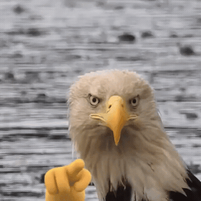 Bald Eagle Flying Through Clouds GIF